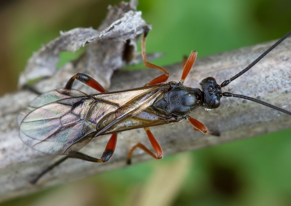 Braconidae