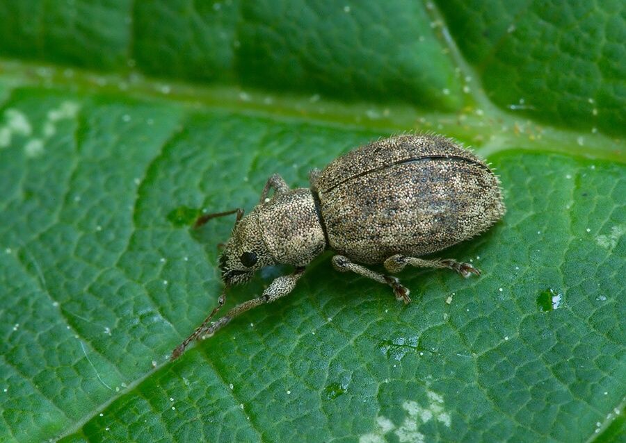 Sciaphilus asperatus