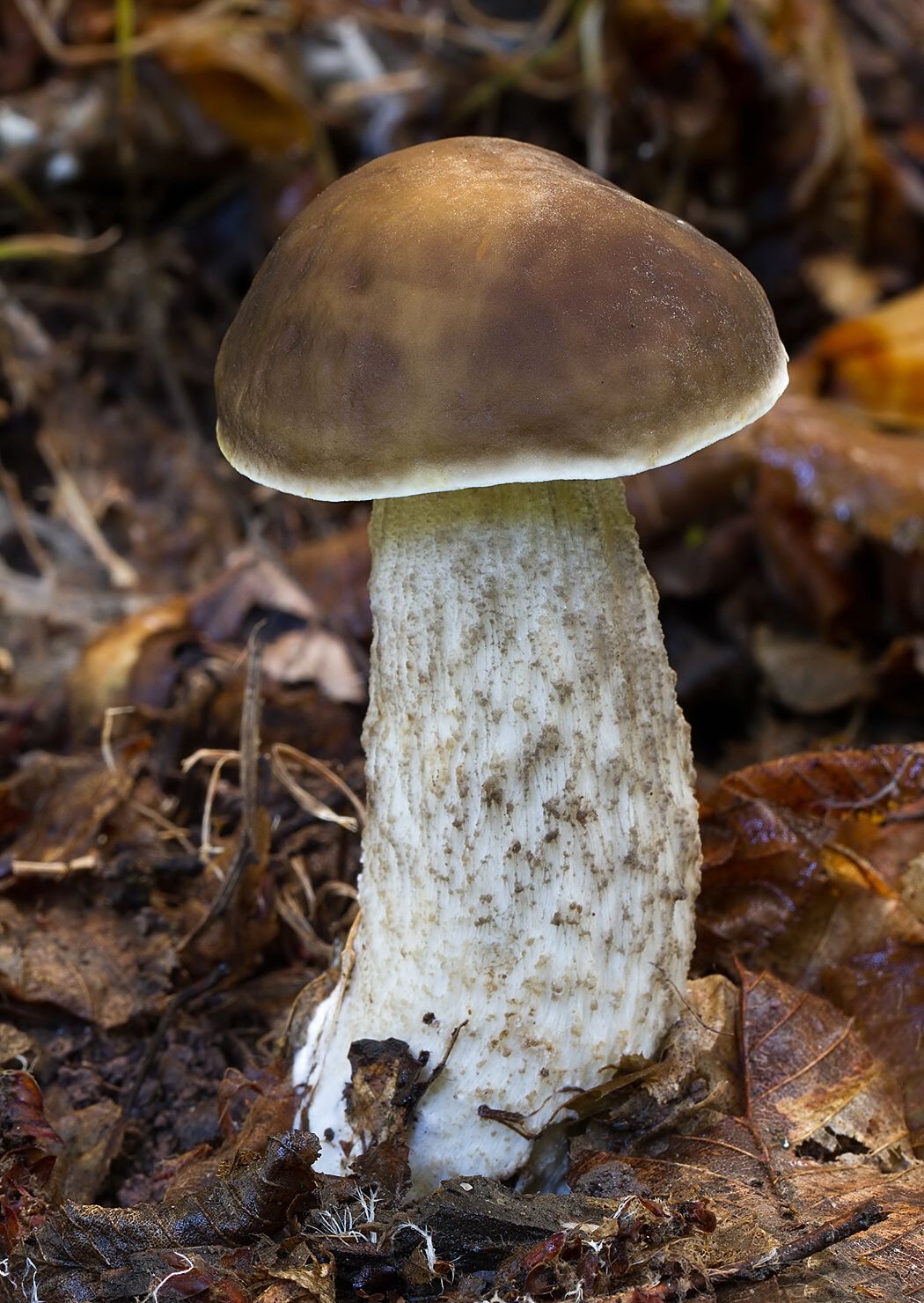 Leccinum pseudoscabrum