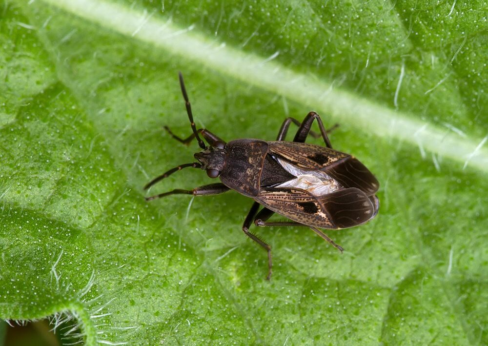 Rhyparochromus pini
