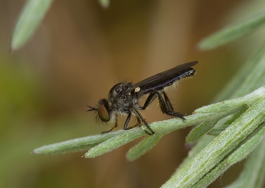 Holopogon fumipennis