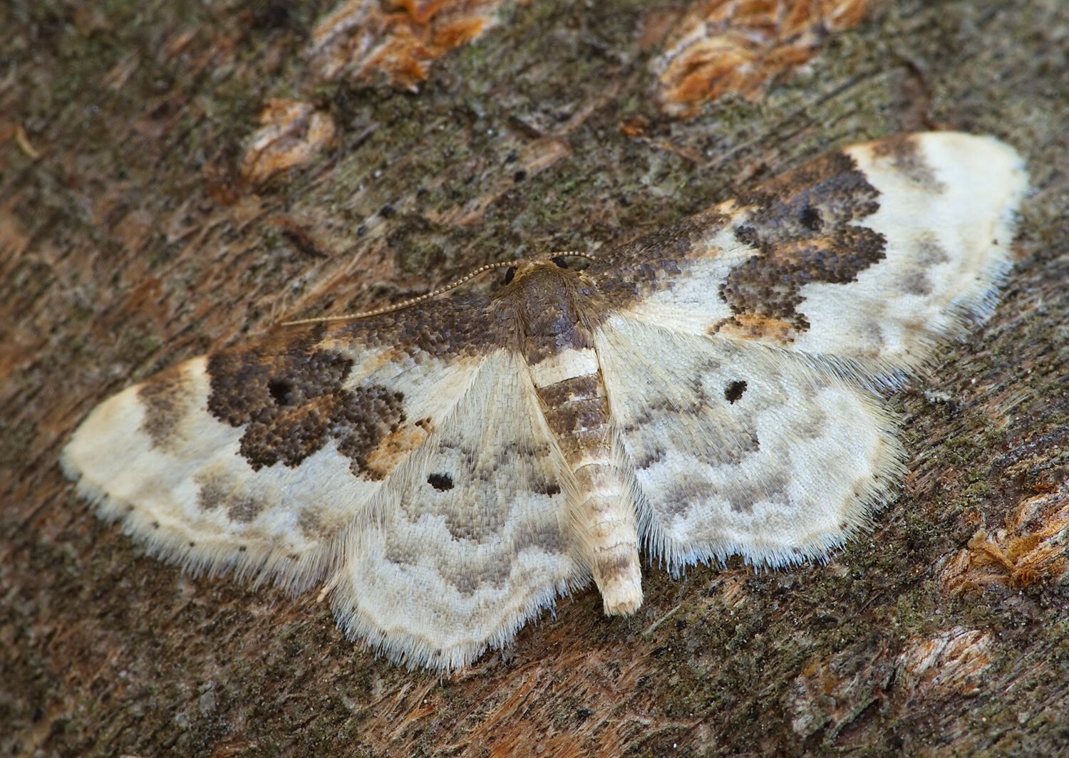 Idaea rusticata