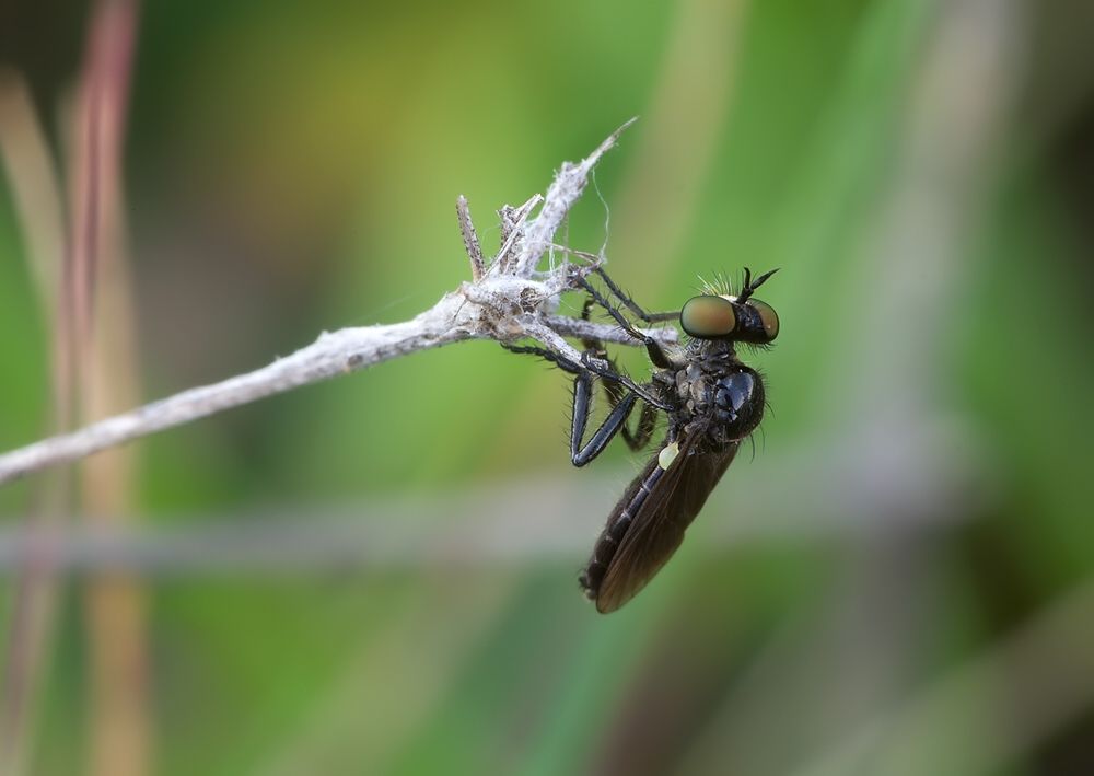 Holopogon fumipennis