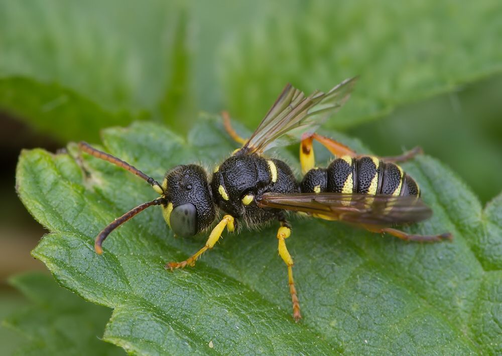 Cerceris arenaria
