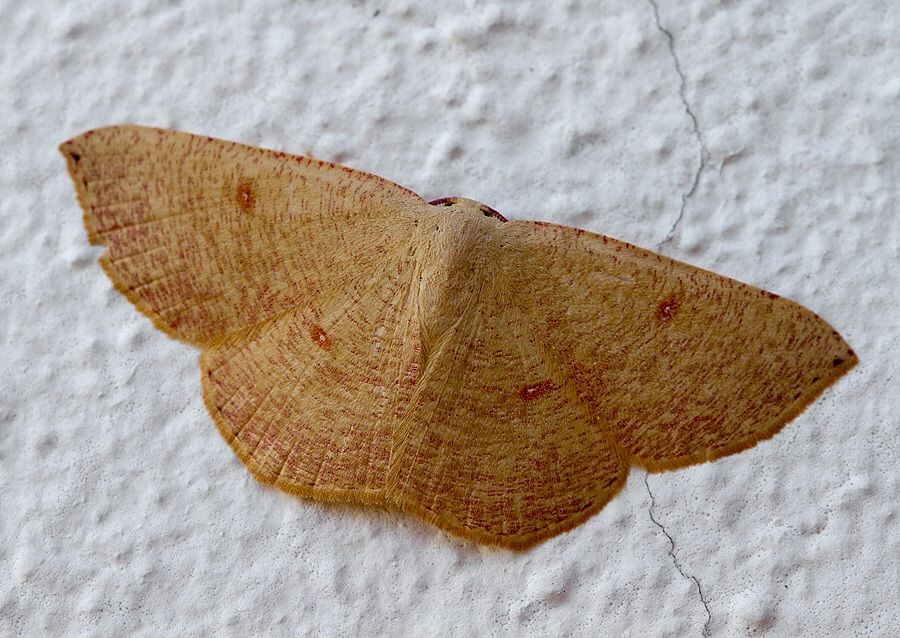 Cyclophora puppillaria
