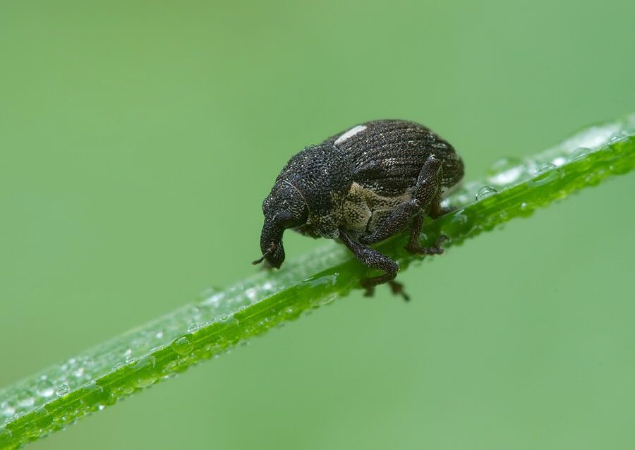 Rhinoncus pericarpius