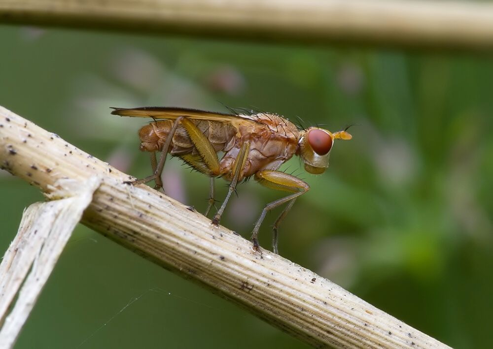 Tetanocera elata