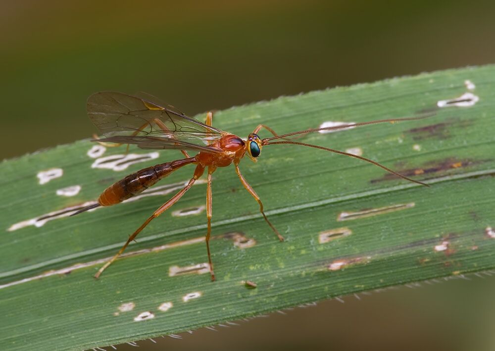 Netelia tarsata cf.