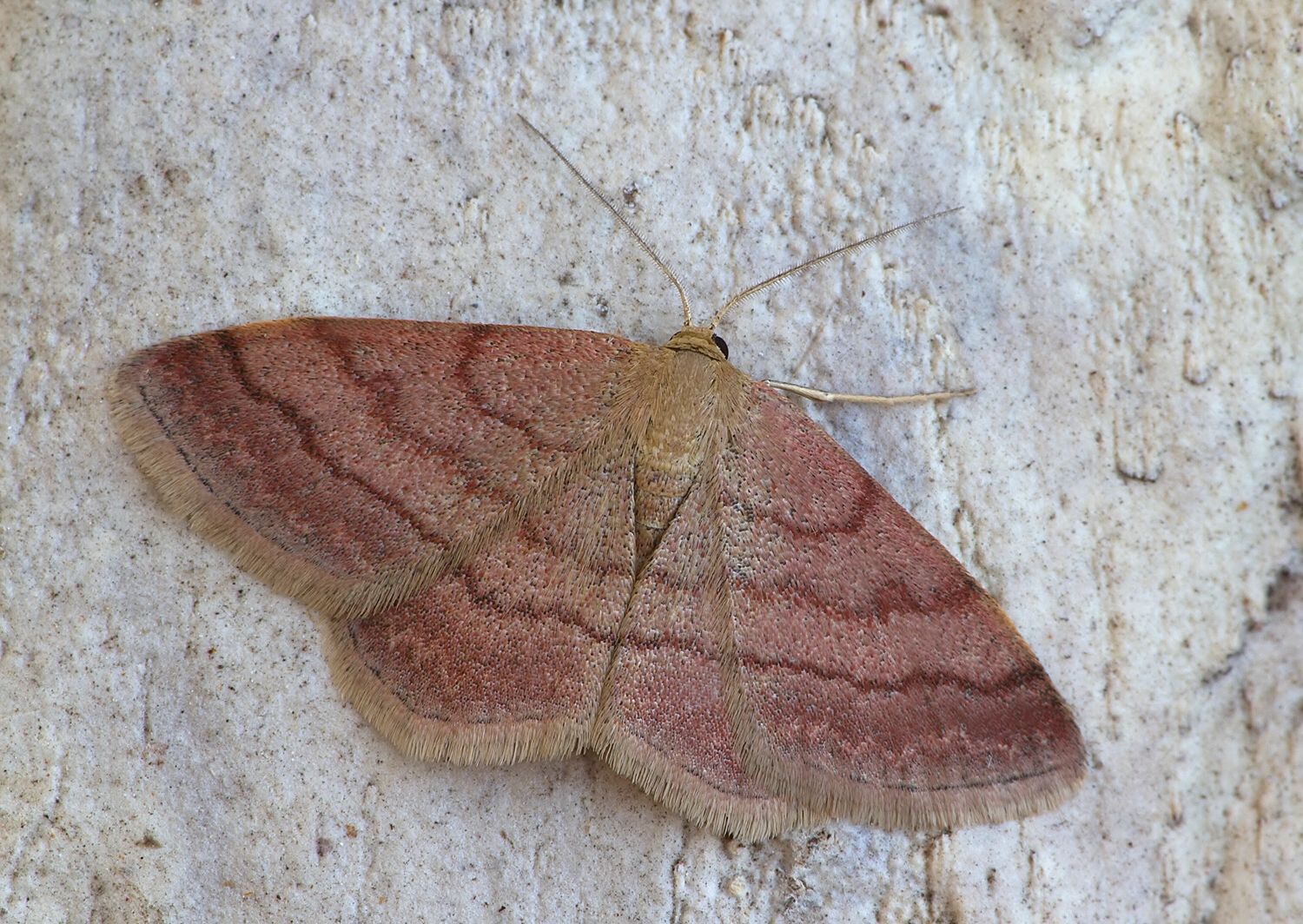 Scopula rubiginata