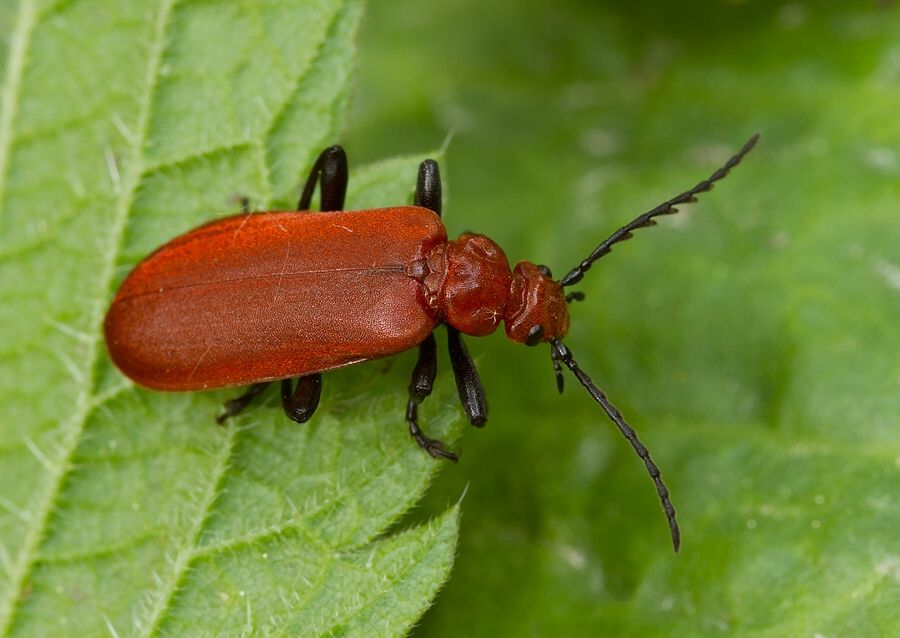 Pyrochroa serraticornis