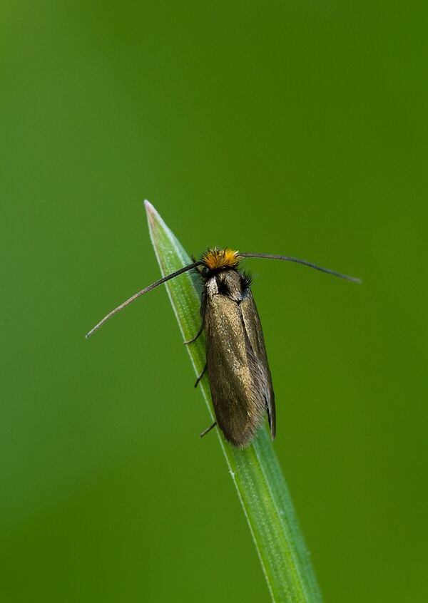 Cauchas rufifrontella