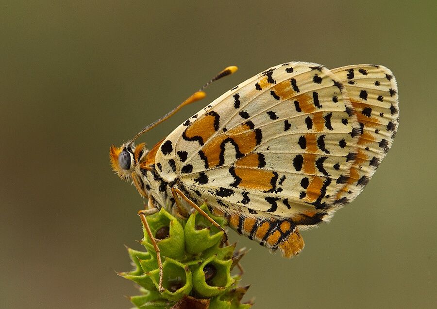Melitaea didyma