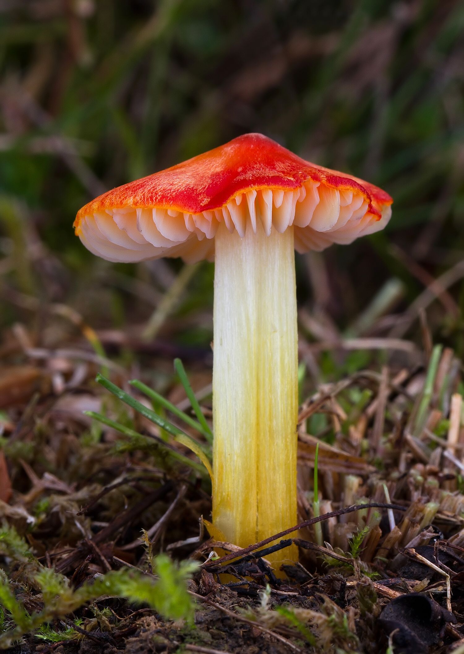 Hygrocybe sp.