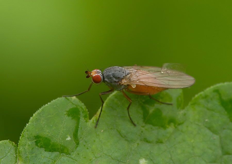 Tephrochlamys rufiventris