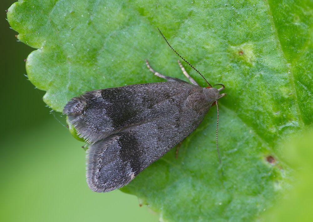 Anacampsis obscurella