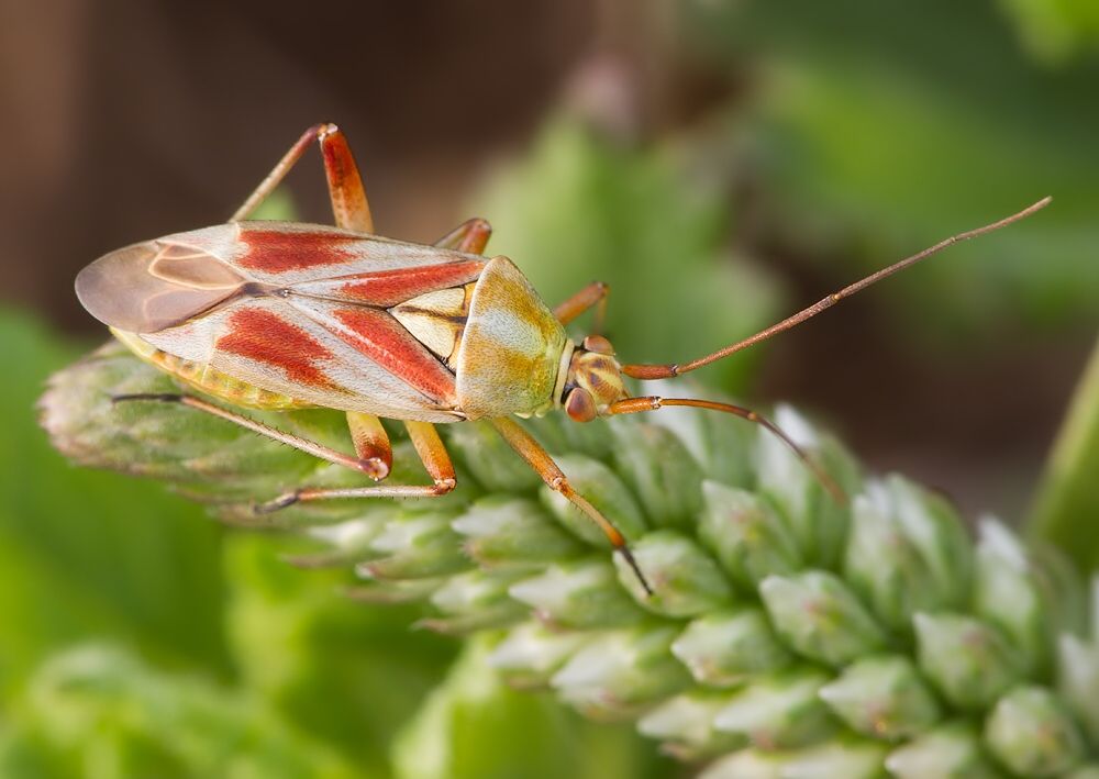 Calocoris roseomaculatus