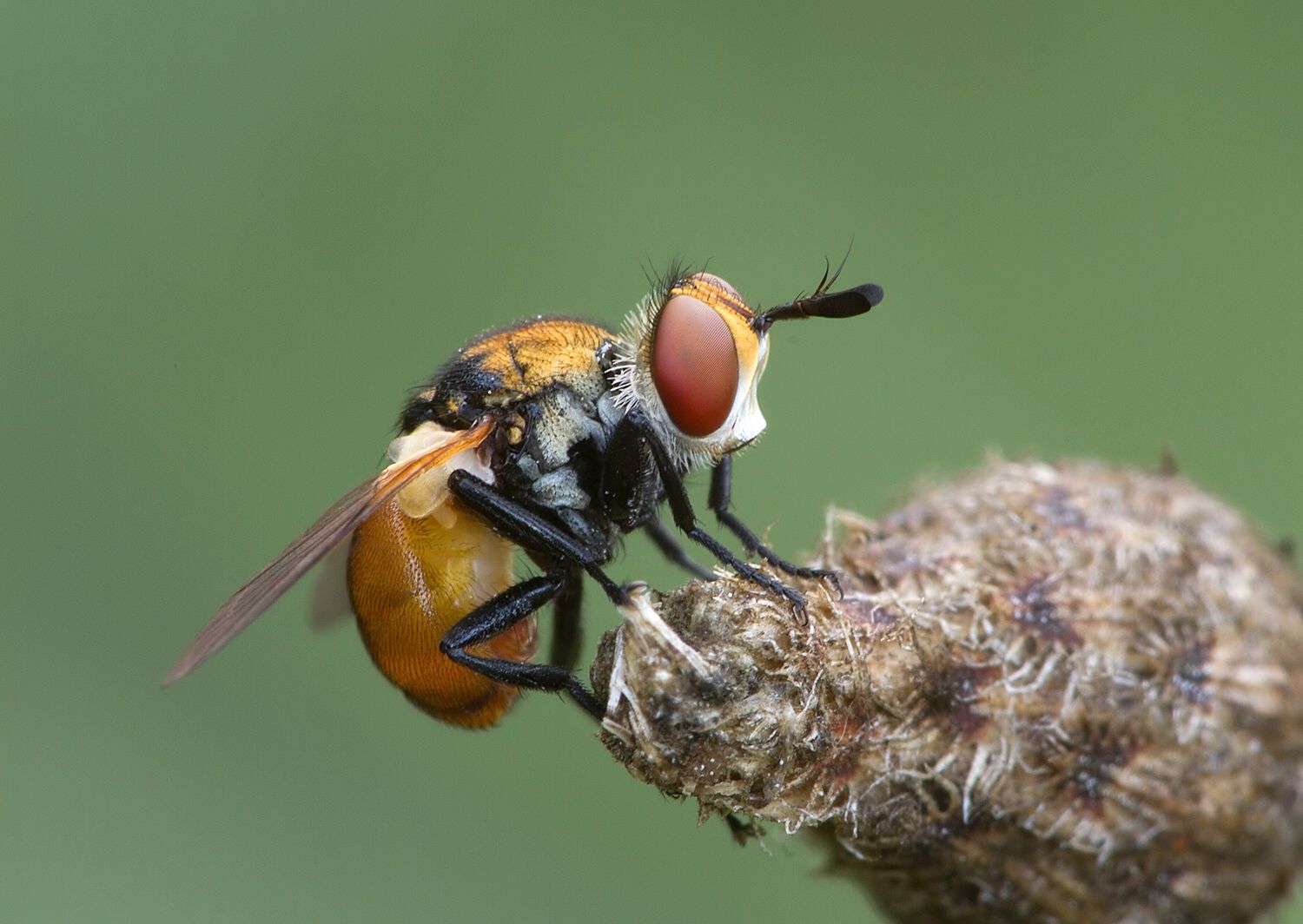 Gymnosoma dolycoridis