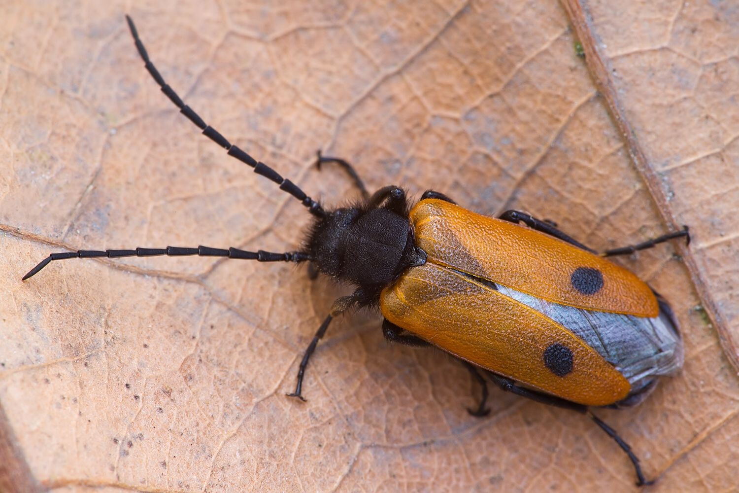 Apalus bimaculatus