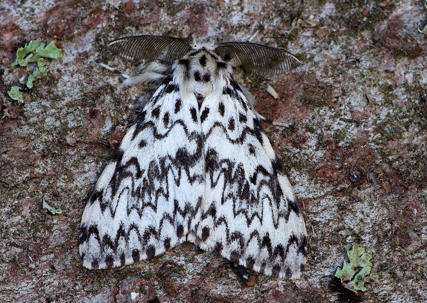 Lymantria monacha