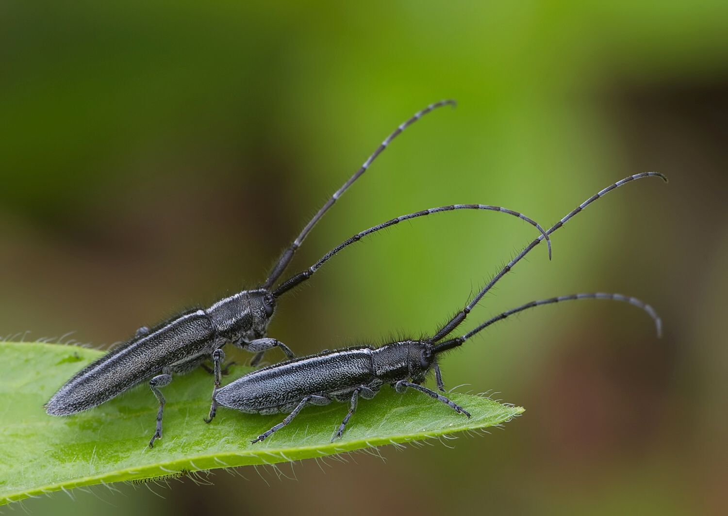 Agapanthia cardui