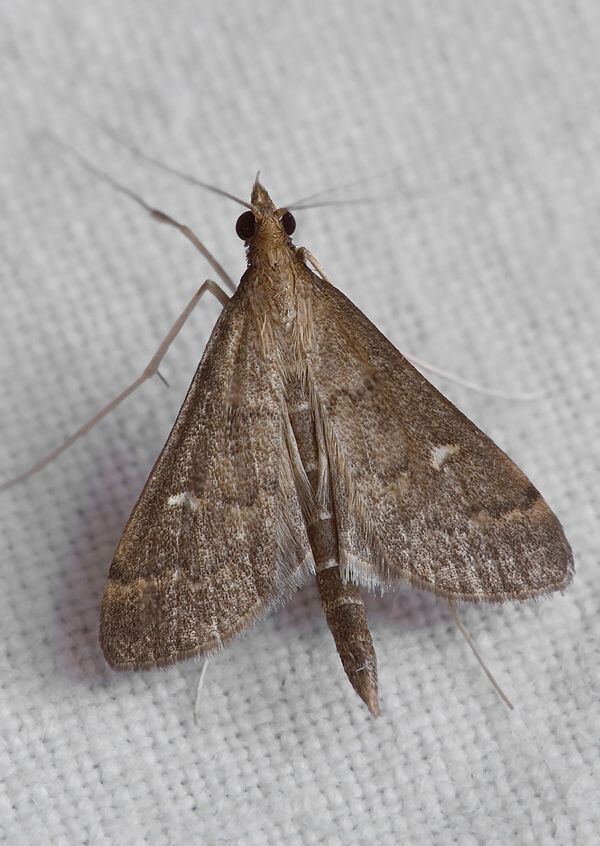 Dolicharthria punctalis