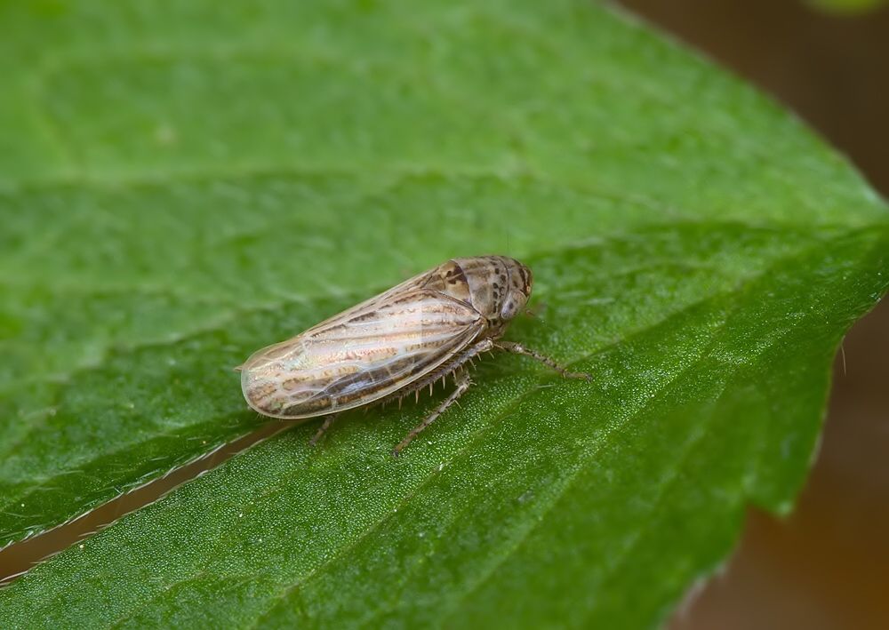 Streptanus aemulans