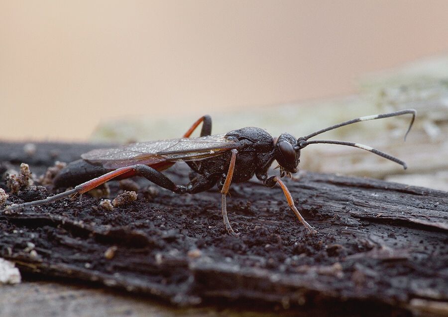 Stenichneumon culpator cf.