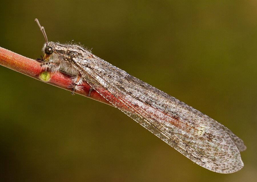 Acanthaclisis occitanica