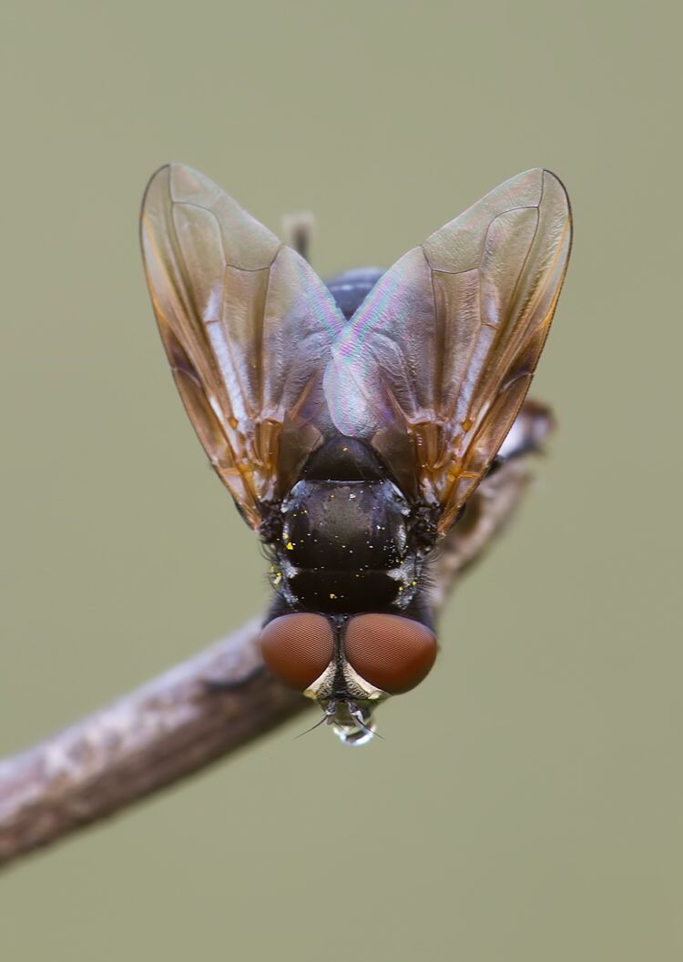 Phasia aurulans
