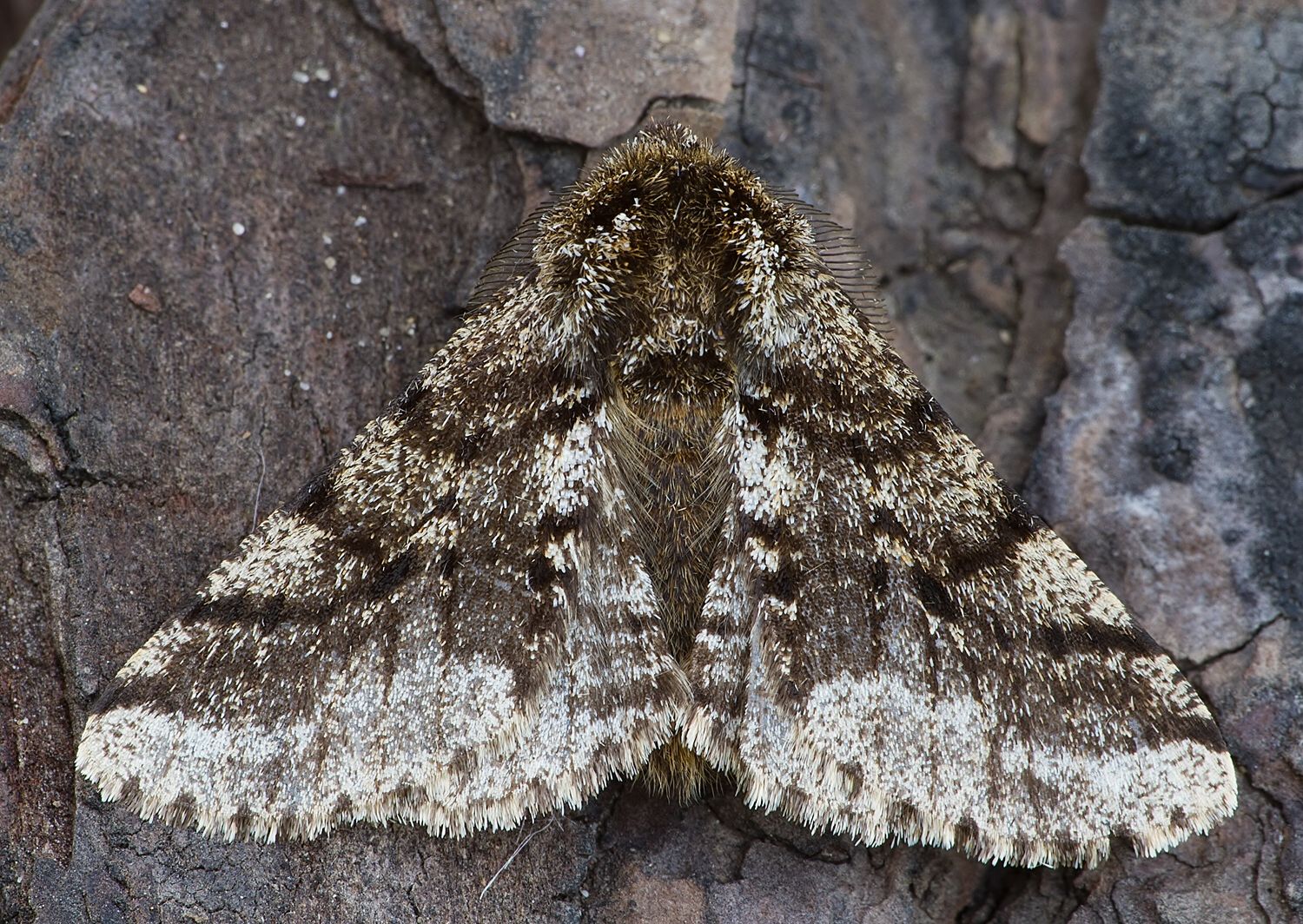 Lycia hirtaria