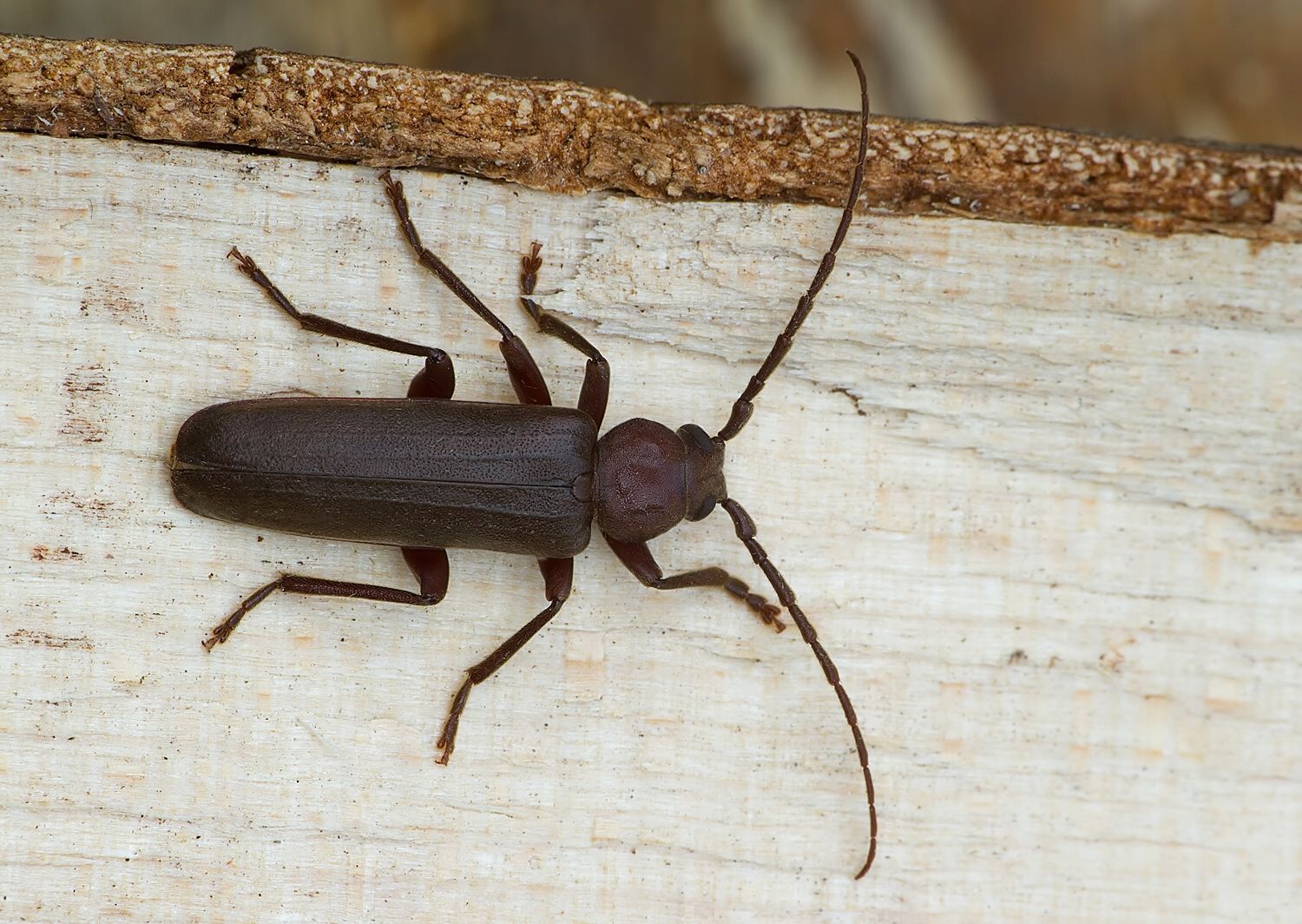 Arhopalus rusticus