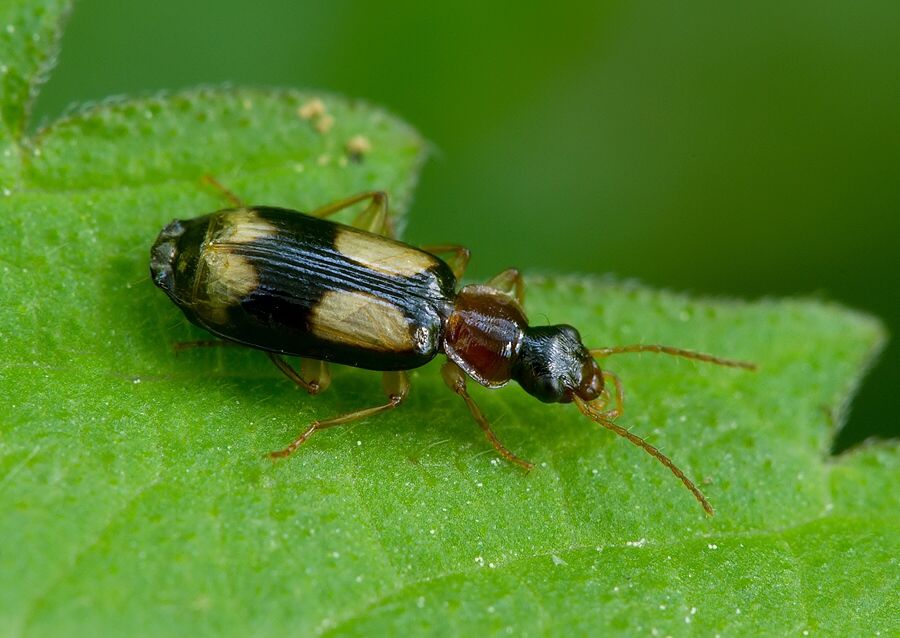 Dromius quadrimaculatus