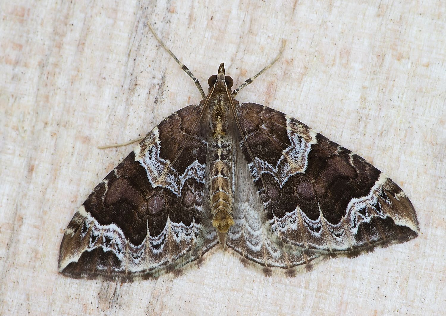 Eulithis prunata