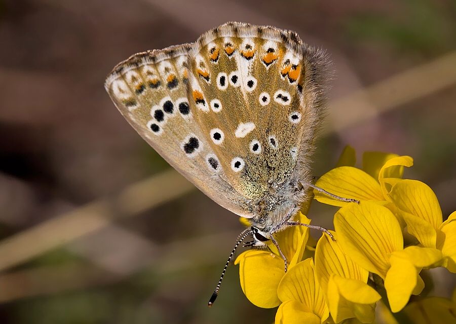 Polyommatus slovacus