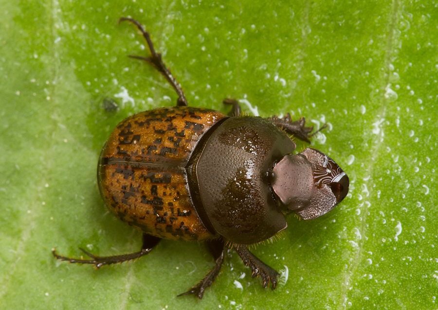 Onthophagus nuchicornis