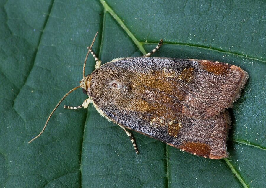 Noctua janthina