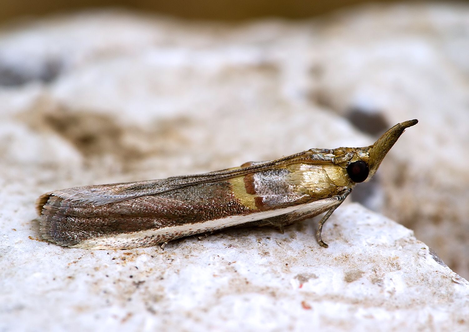 Etiella zinckenella