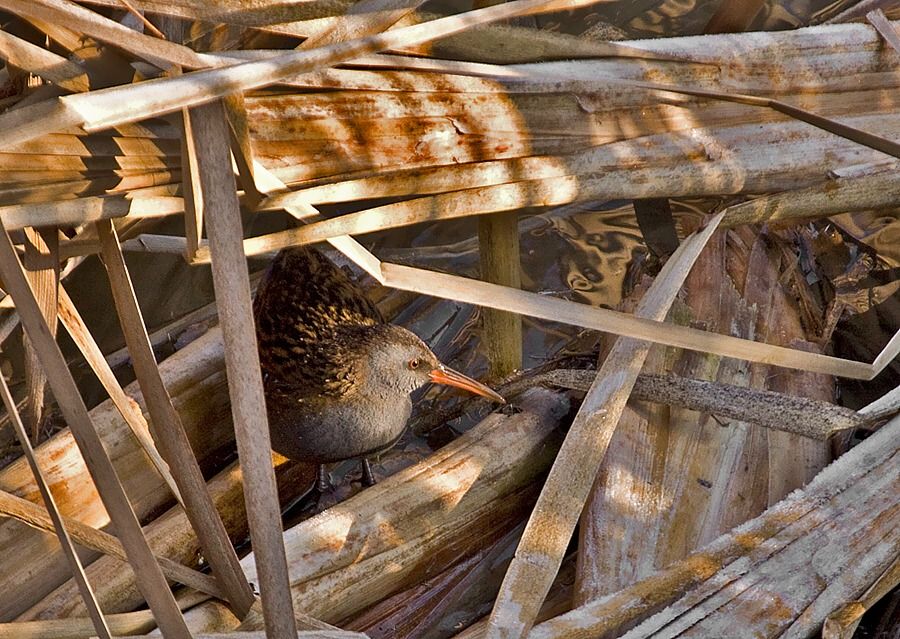 Rallus aquaticus (chriašteľ vodný)