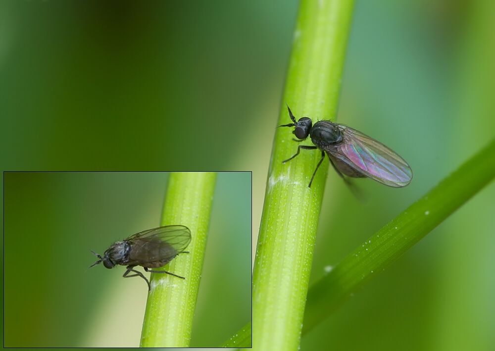 Microphor holosericeus