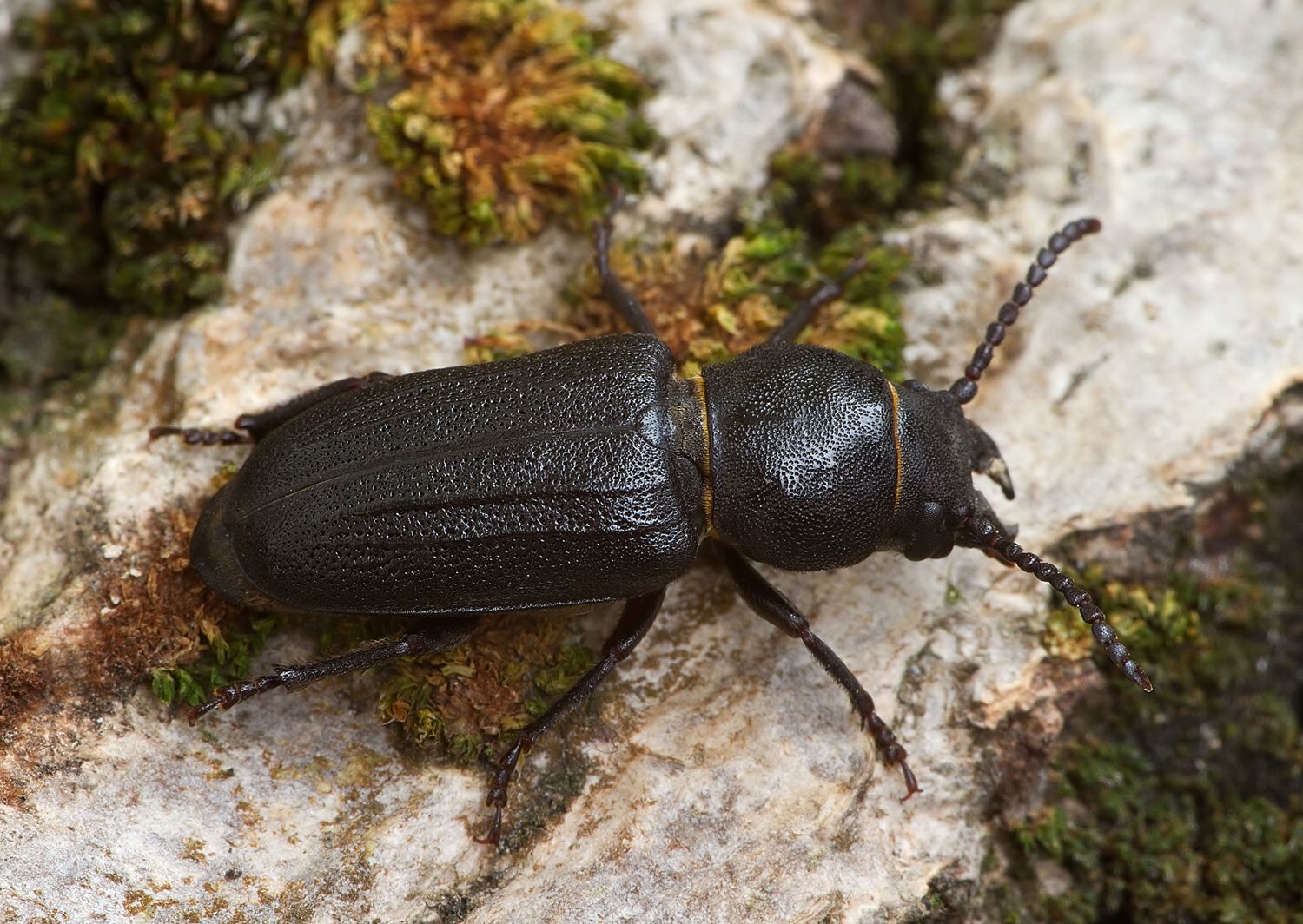 Spondylis buprestoides