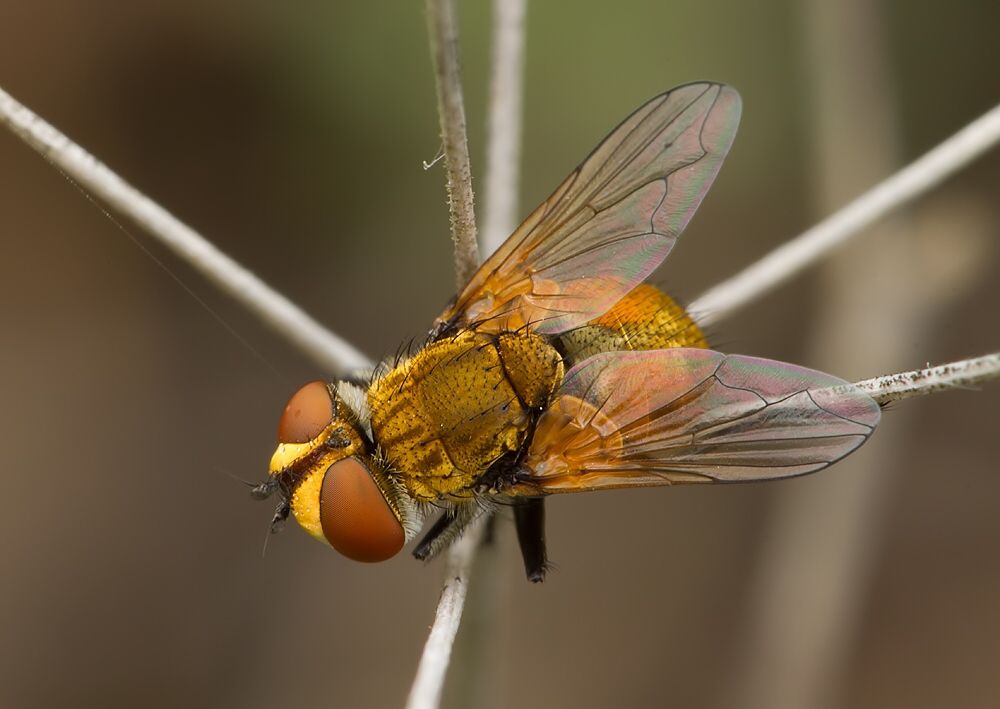 Ectophasia oblonga