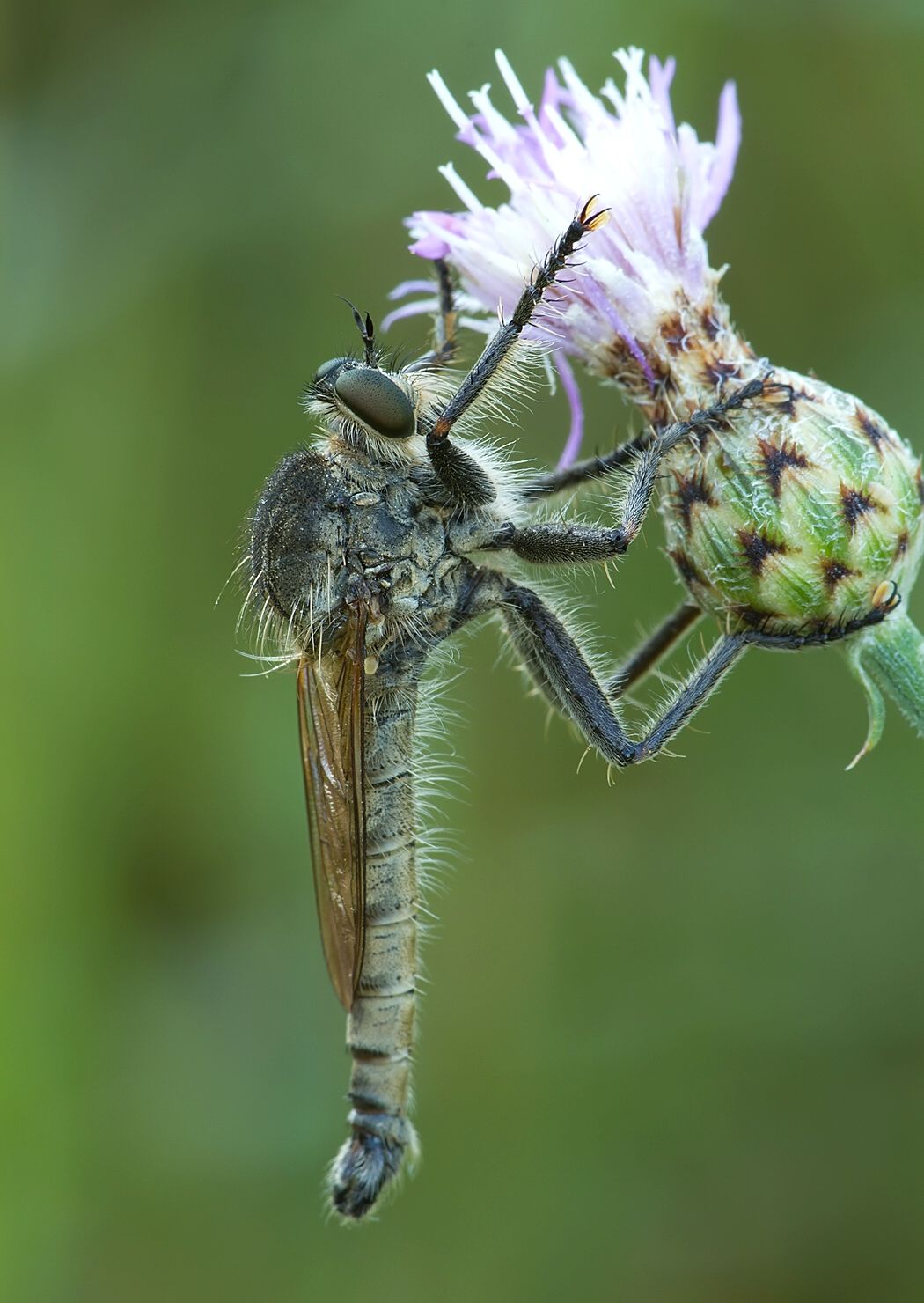 Eutolmus rufibarbis
