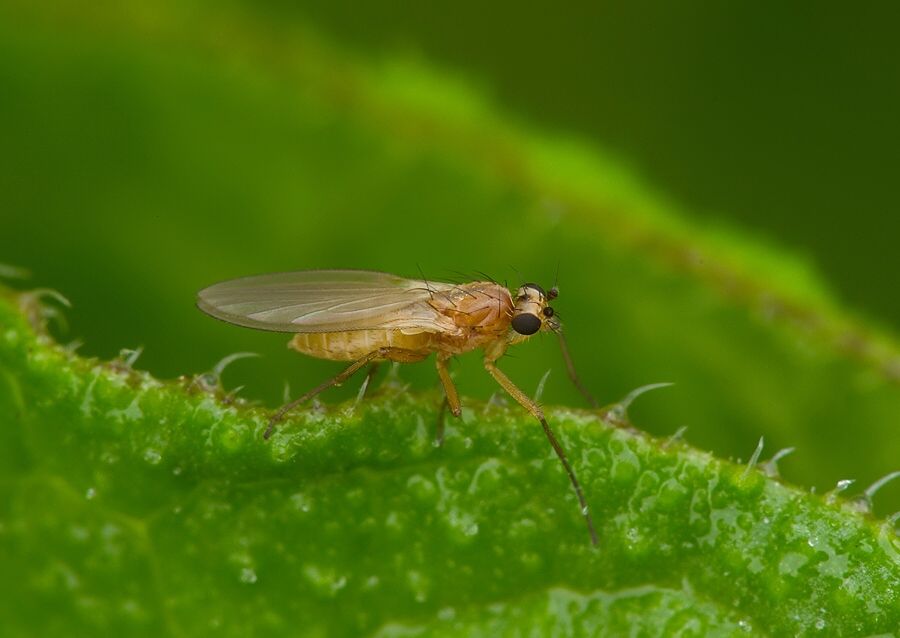 Lonchoptera strobli