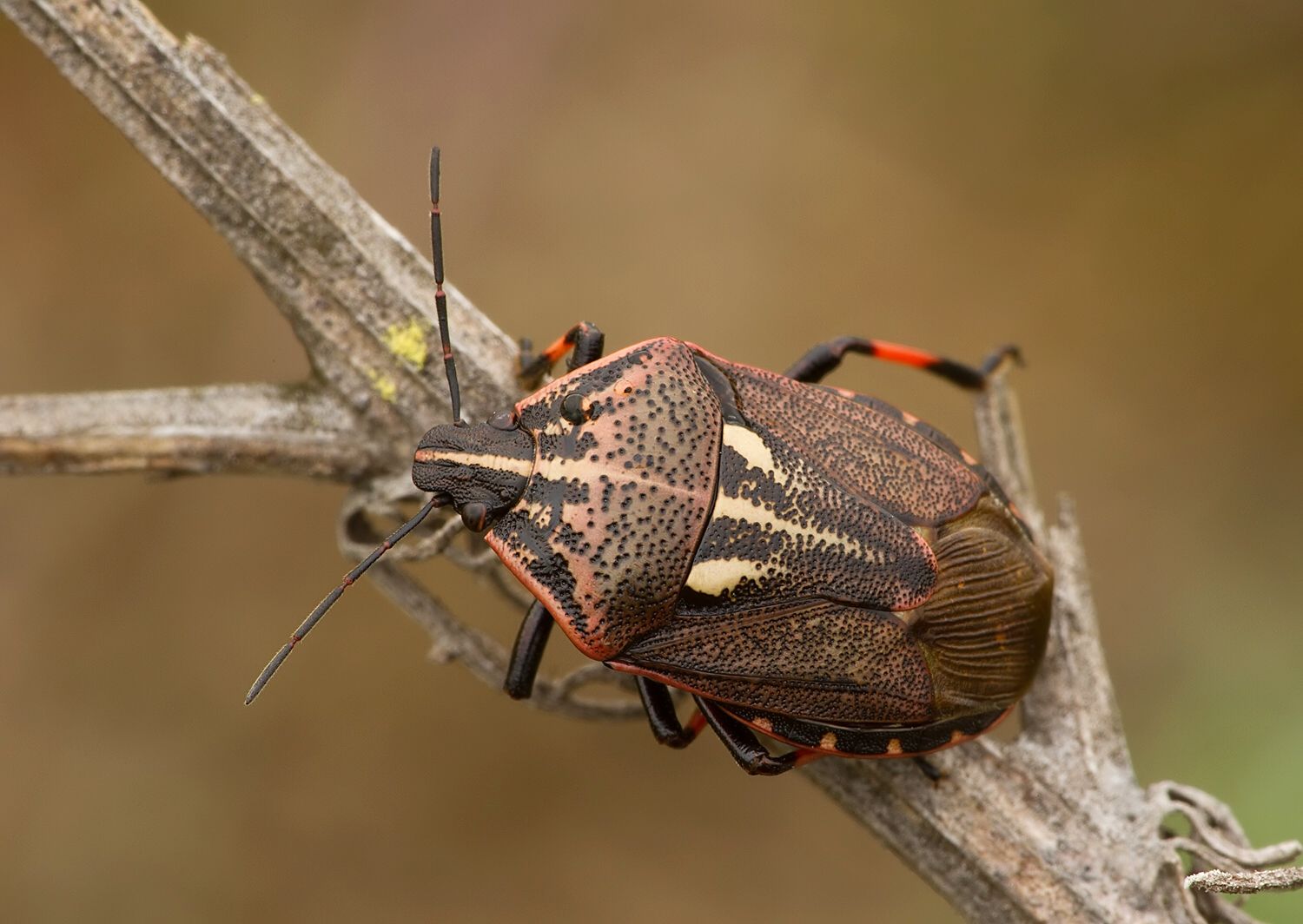 Jalla dumosa