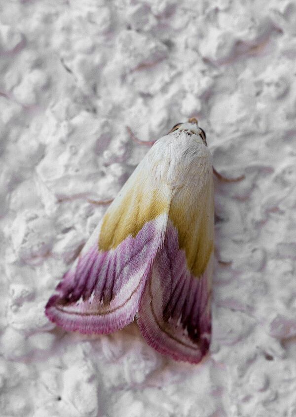Eublemma purpurina