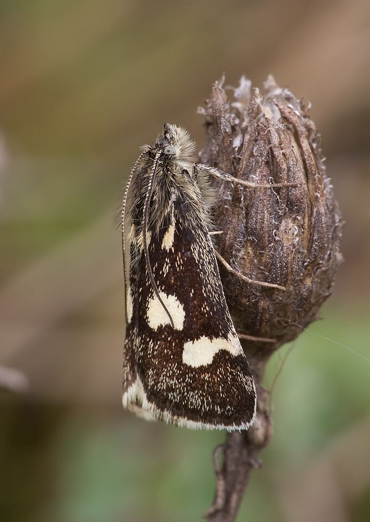 Eurrhypis pollinalis