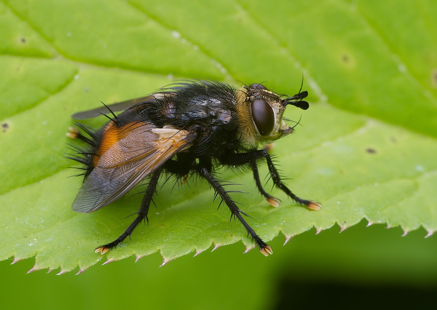 Nowickia ferox