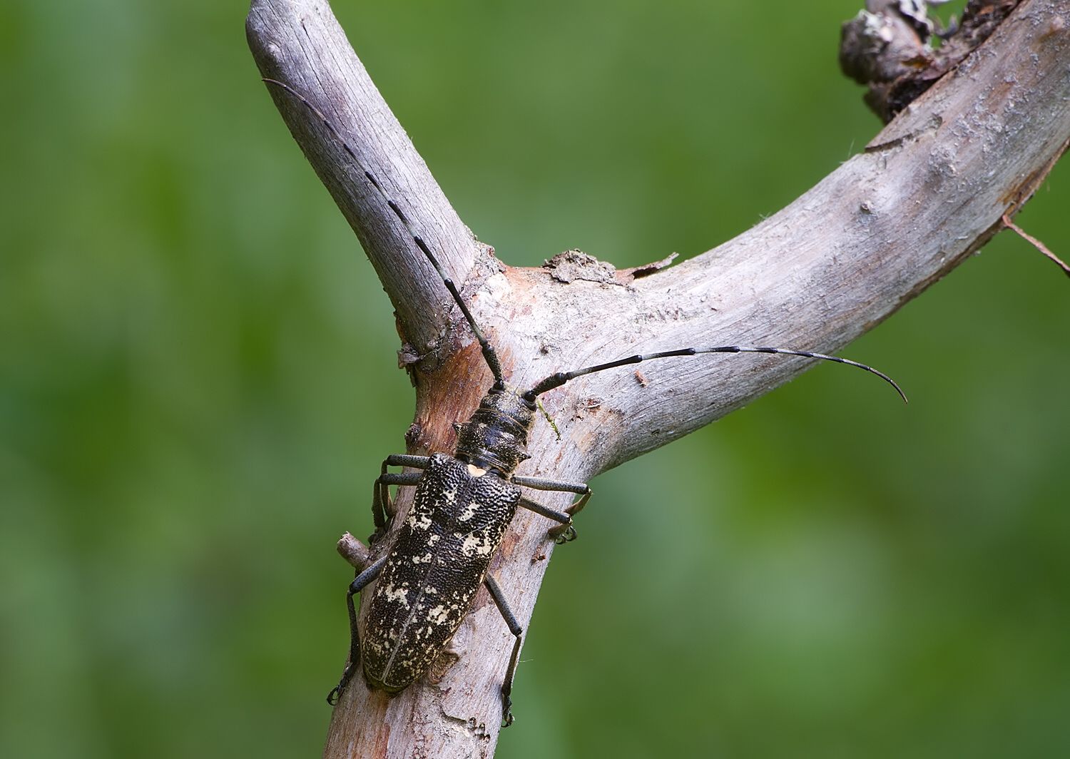 Monochamus sutor
