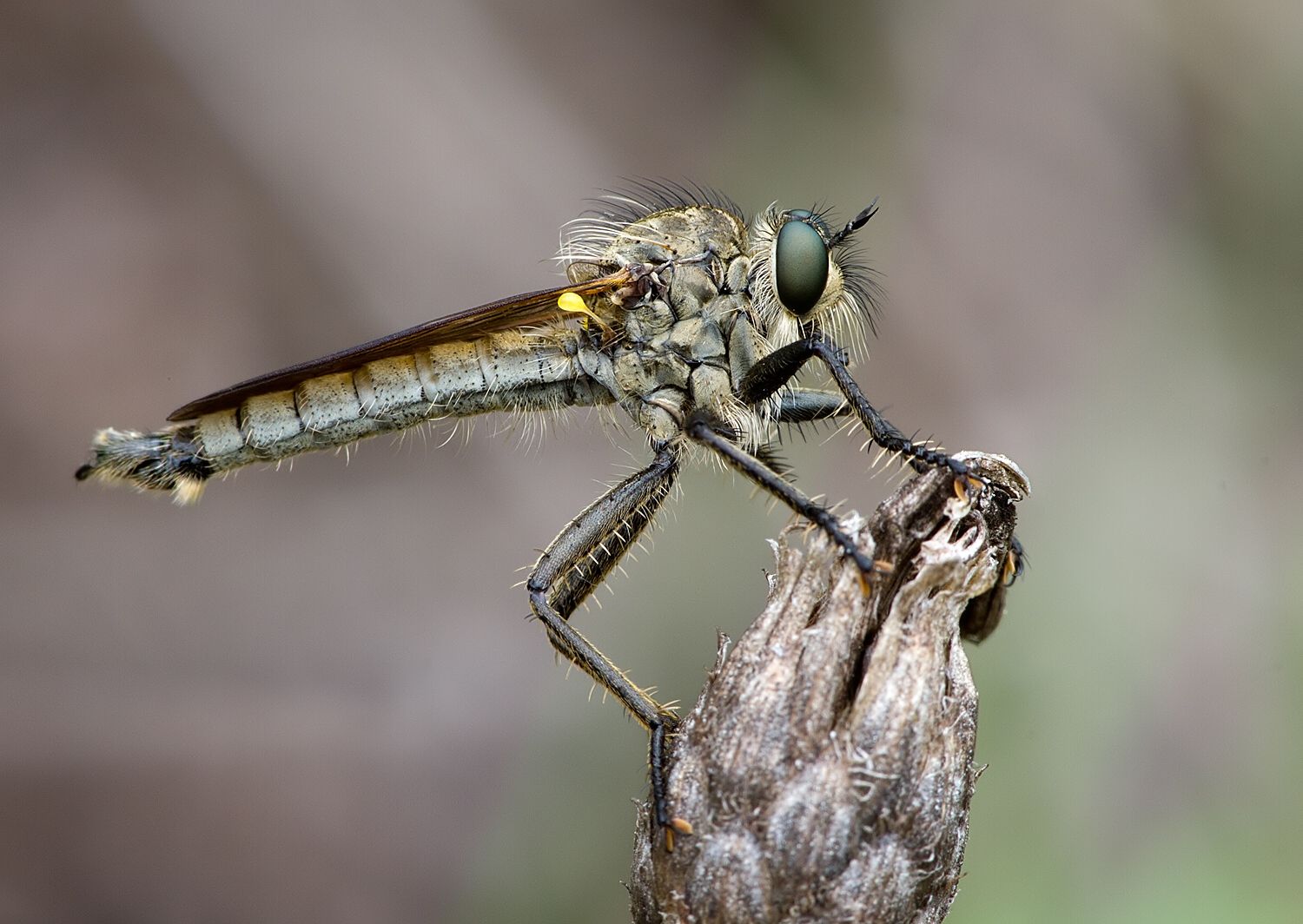 Dysmachus fuscipennis