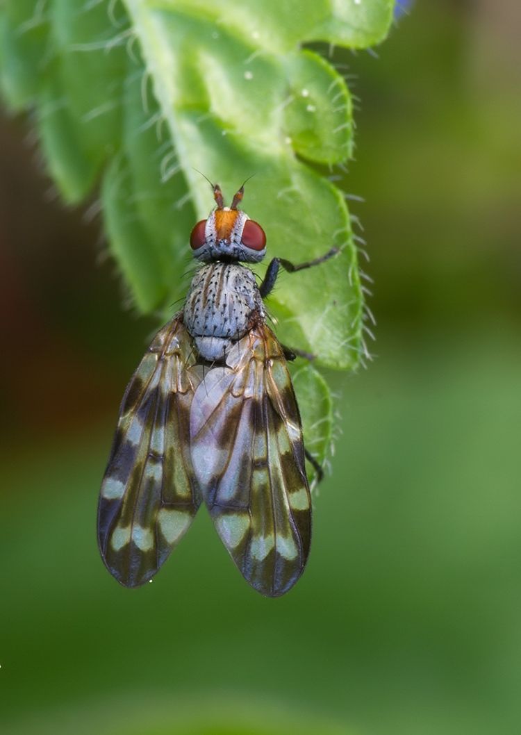 Otites centralis